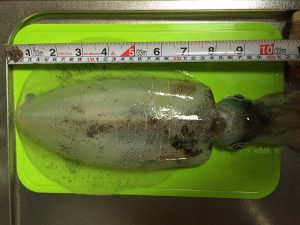 小さな工務店で流行るかも♪