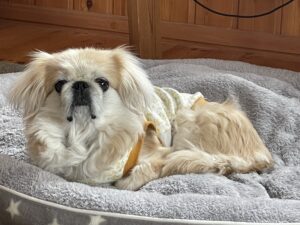 ぺちゃぱいだからのほーむぱい。